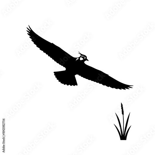 Bilde på lerret Silhouette of a Lapwing in Flight Above Wetland Grass vector illustration