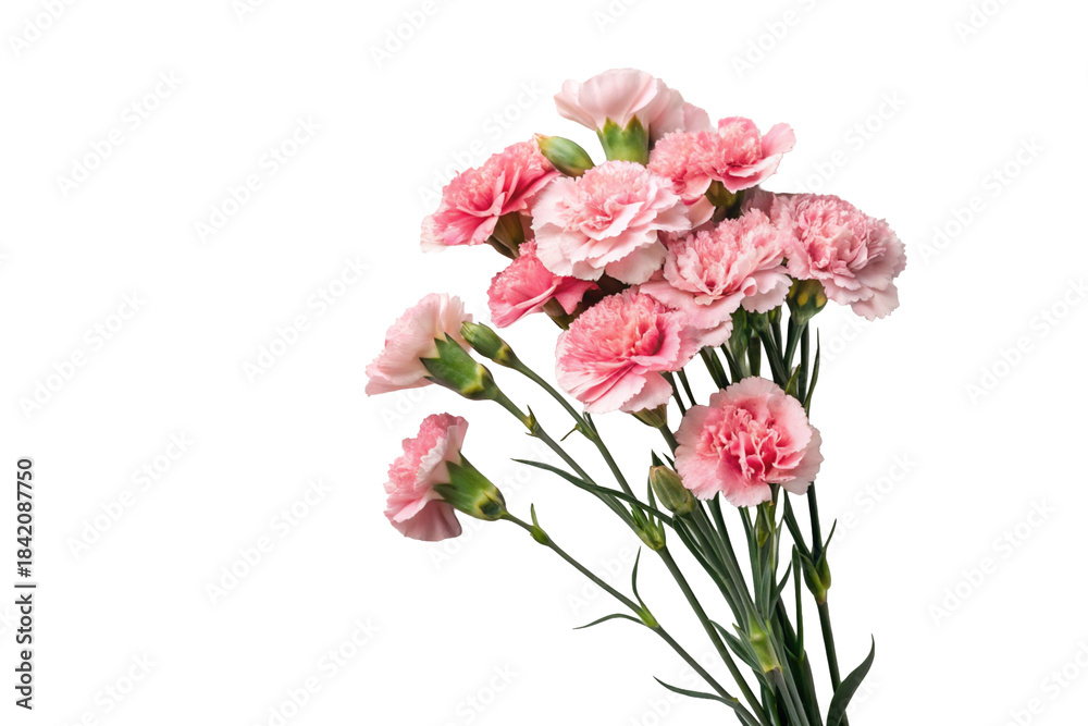 Fototapeta premium Pink carnations on a transparent background. A Mother's Day gift. Gratitude.