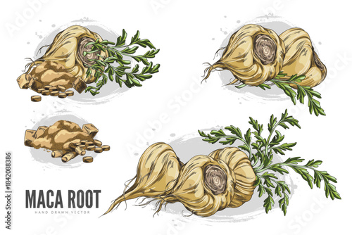 Macas root in brown peel with leaves, supplement tablet and powder product sketch vector set, hand drawn tuber superfood