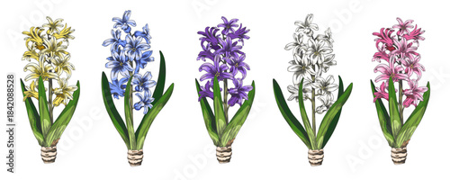 Hyacinth flower sketch vector set, hand drawn spring blossom plant, blue, pink, yellow, white and purple blooming design