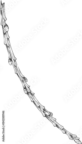 Conifer tree twig sketch engraved hand drawn vector, pine, cypress, European Larch, fir tree stem, stick or branch