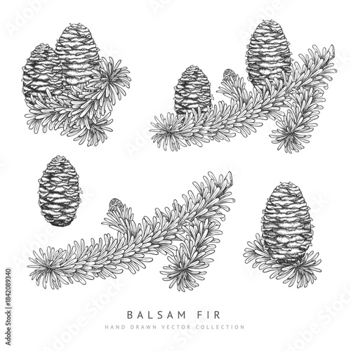 Set of balsam fir branches and cones, coniferous tree, monochrome hand-drawn sketch.