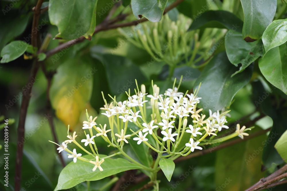 Fototapeta premium Tarenna wallichii : green leaves and white flowers that smell great all day. Tarenna fragrans flower clusters at tips of branches, with numerous small flowers resembling needle flowers. River Tarenna 