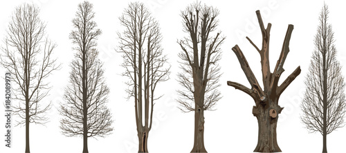 A row of bare trees with varying heights and shapes stand against a white background.