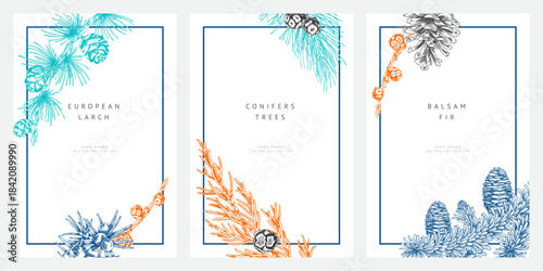 Conifer trees branches with cones engraved hand drawn frame design vector set, Balsam fir, European Larch, Juniper, pine