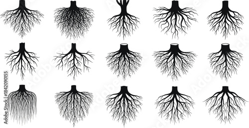 Varied plant root systems illustrating complex underground networks and fundamental biological structures essential for growth and ecological stability
