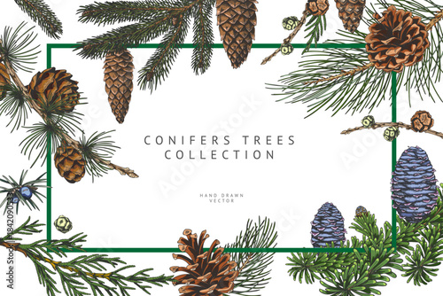 Conifer trees branches with cones collection hand drawn vector banner design, pine, Cypress, Larch, fir, Juniper