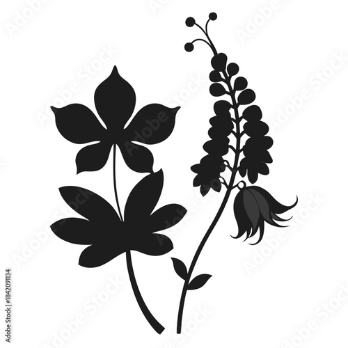 corydalis cava silhouette vector flower on white background