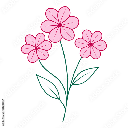 creeping phlox pink line art flower vector on white background