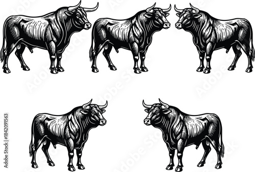 Set of five mighty bulls vector illustrations, hand-drawn aggressive cattle for farm logos, sports mascots, and strong branding designs, black and white.