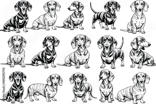 Collection of various dachshund dog breeds in different poses and styles hand drawn sketch art illustration