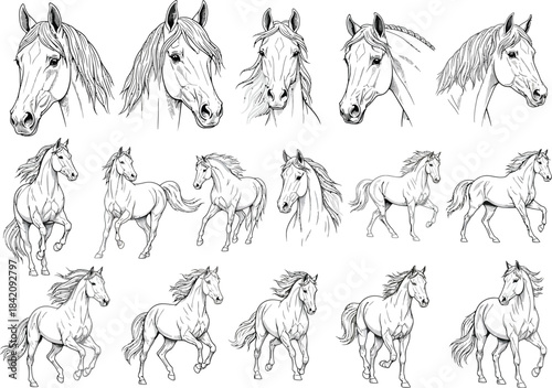 A collection of black and white line art sketches featuring various poses and headshots of horses