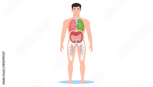 Detailed Human Body Anatomy Illustration with Visible Internal Organs and Systems - Medical Education Concept