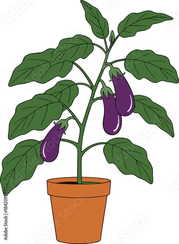 Detailed potted eggplant plant illustration with green leaves and growing purple vegetables in a clean botanical vector style.