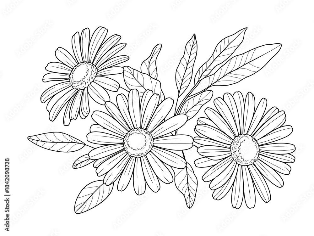 Fototapeta premium A high-resolution botanical illustration of three white daisies with yellow centers against a pure white background.