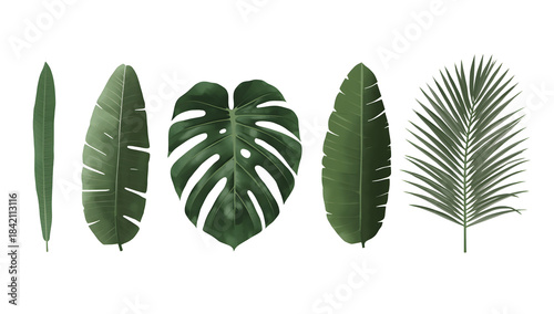 Tropical Green Leaves Illustration Set – Monstera and Palm Leaf Botanical Clipart