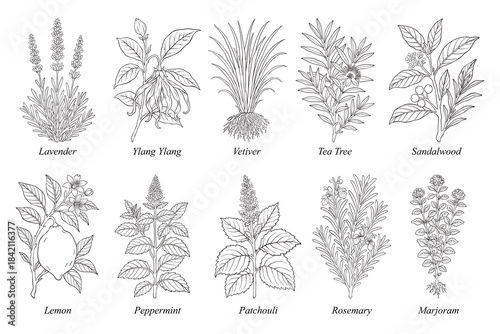 Essential Oil Botanical Line Art Set 