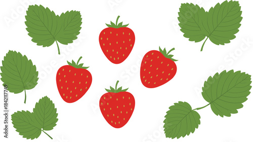 A vibrant vector set featuring fresh, ripe red strawberries and their characteristic green leaves, perfect for food packaging design, summer themes, and healthy eating concepts