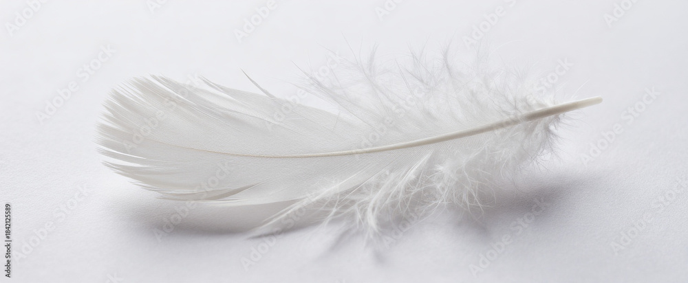 Fototapeta premium Pure white feather texture