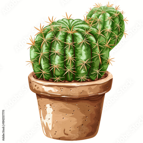 Pincushion cactus in pot isolated 