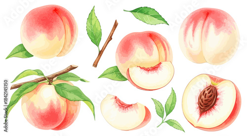 桃（ピーチ）のイラストセット（カット・枝葉付き）,フルーツ,果物,夏,水彩風,リアルイラスト