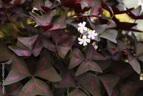 Purple Shamrock or False Shamrock (Oxalis triangularis) beautiful pot plant