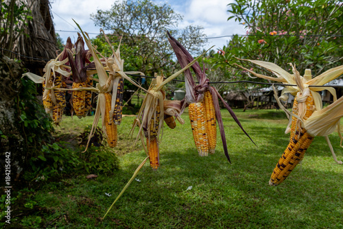 Corn Cobbs drying on the line