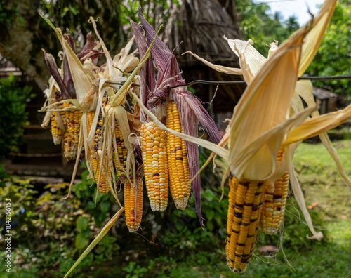 Corn Cobbs drying on the line
