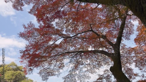 Autumn leaves of red color maple tree, fall season change 