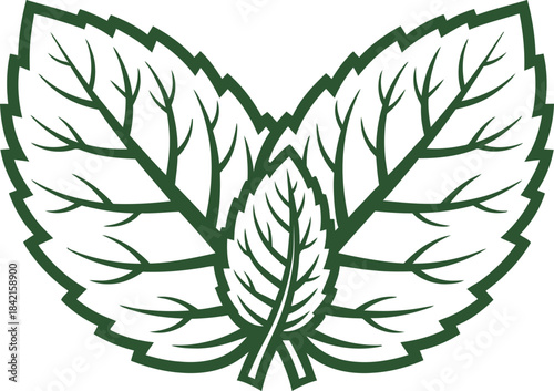 Detailed botanical illustration of mint leaves artistic line drawing isolated on transparent background