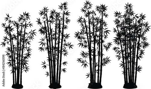Black silhouette bamboo stalks with dense foliage against a white background plant