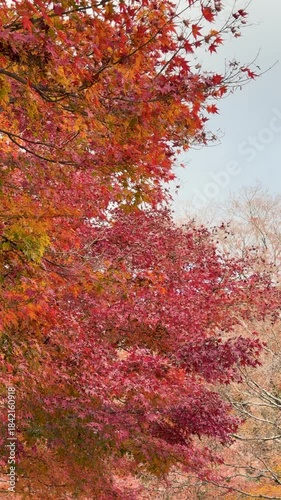 Autumn leaves of red color maple tree, fall season change 