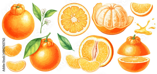 デコポン（不知火）のイラストセット（カット・枝葉付き）,柑橘類,オレンジ,フルーツ,水彩風,リアルイラスト,蜜柑