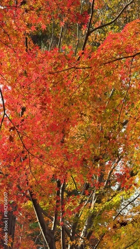 Autumn leaves of red color maple tree, fall season change 
