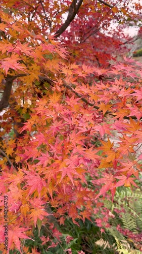 Autumn leaves of red color maple tree, fall season change 