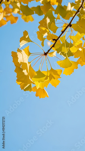 Golden Ginkgo Leaves: Autumn Foliage Against Blue Sky