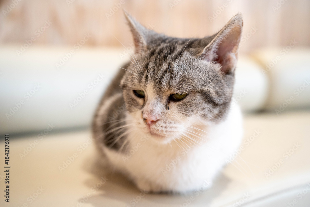 Fototapeta premium Gray and white cat relaxing on a soft surface, creating a serene atmosphere.