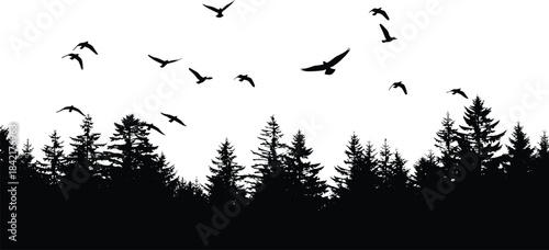 Black Forest Silhouette with a Flock of Wild Birds Flying Over a Dense Coniferous Pine Tree Landscape at Sunset or Dawn Vector Illustration