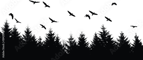 Black Silhouette of Flying Birds Over Pine Forest, Coniferous Tree Line, Wildlife in Nature, Majestic Sunset Landscape Vector Illustration