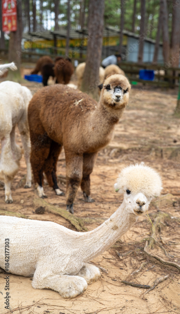 Naklejka premium Alpacas in a serene forest setting, showcasing their unique features and colors.