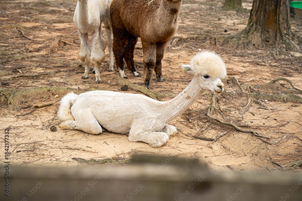 Naklejka premium A fluffy alpaca lounging gracefully in a serene setting.