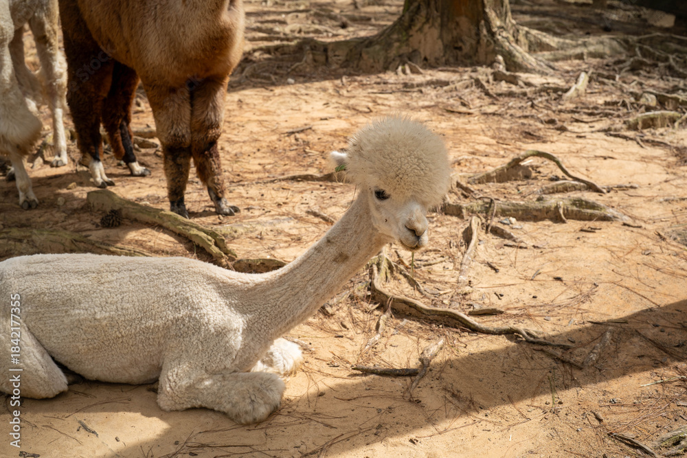 Fototapeta premium A fluffy white alpaca lounging in a sunlit forest setting.