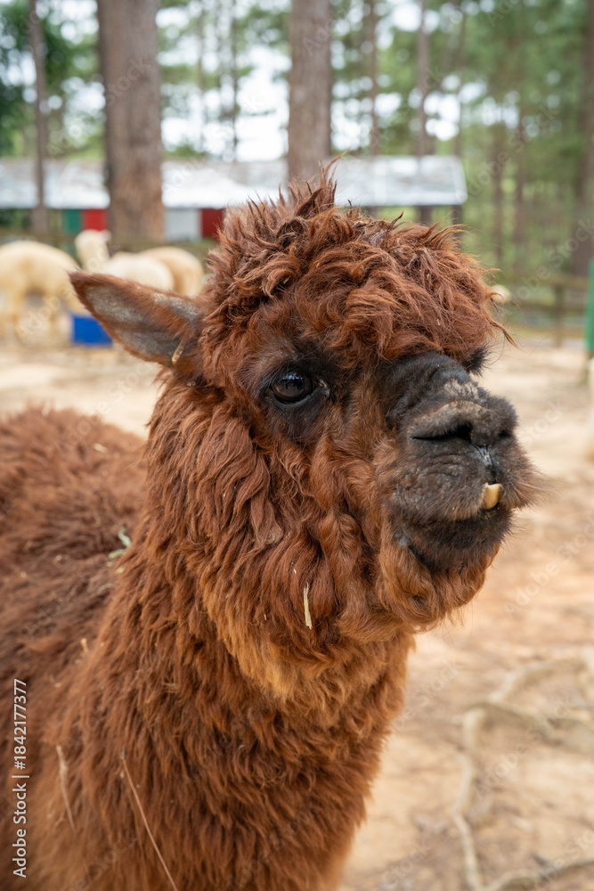 Fototapeta premium Close-up of a fluffy brown alpaca in a serene woodland setting.