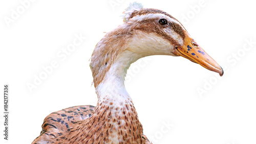close up of a brown duck