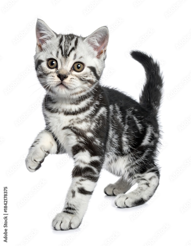 Obraz premium Adorable silver and black tabby kitten raising a paw, against a clean white background