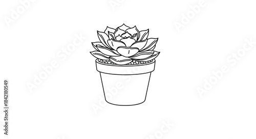 A detailed black and white line drawing of a beautiful echeveria succulent plant in a small pot isolated on a white background.