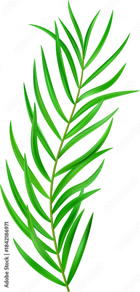 Naklejka premium Jungle exotic leaf. tropical leaves