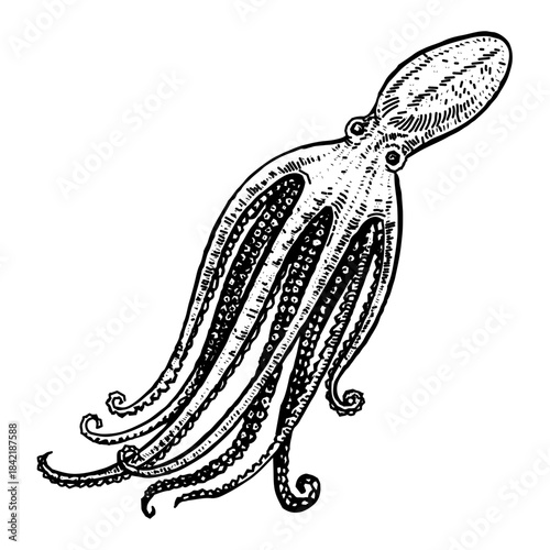 Octopus
