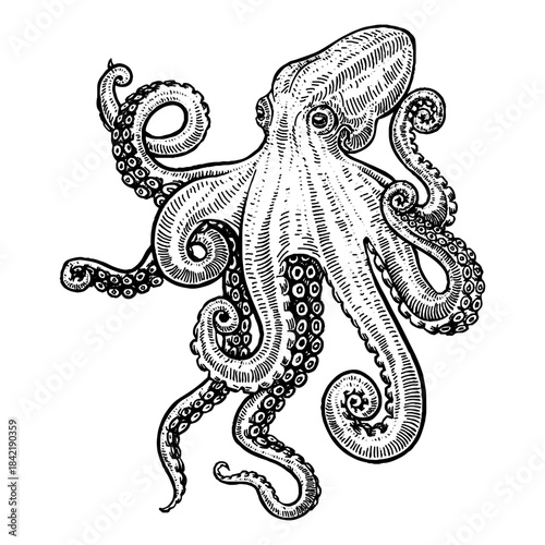 Octopus