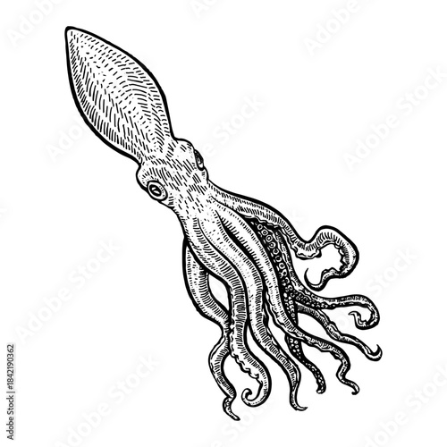Octopus